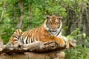 bengalischer Tiger