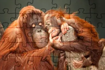 Mutter und Baby Orang-Utans