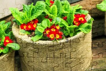 Flores rojas en grandes macetas de saco