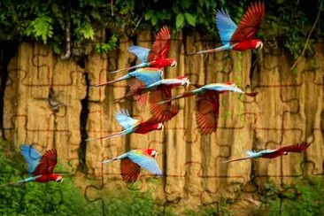 Guacamayo volando, vegetación verde en segundo plano.