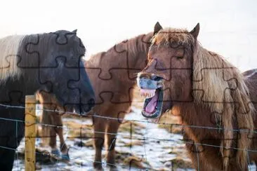 Icelandic horses in the snow jigsaw puzzle