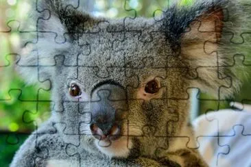 Portrait of koala in Queensland, Australia jigsaw puzzle