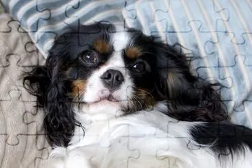 Cute cavalier spaniel lying on the bed jigsaw puzzle