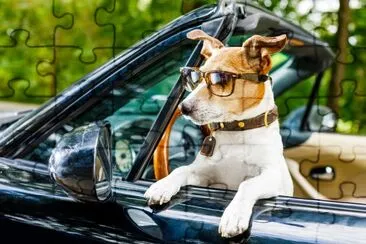 車の中でジャックラッセル犬