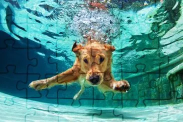 Chiot Golden labrador retriever dans la piscine