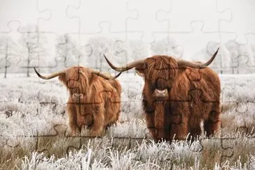 Highlanders escoceses peludos, parque nacional em Drent