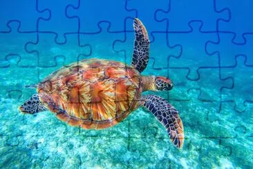 Sea turtle swims in sea water jigsaw puzzle