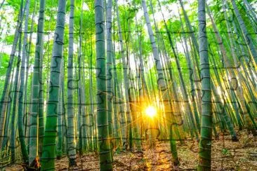 Foresta di bambù con sole al mattino