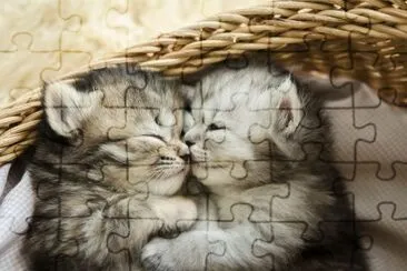 Cute tabby kittens hugging in a basket jigsaw puzzle