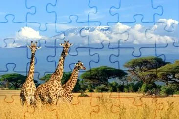 Three giraffe in National park of Kenya, Africa jigsaw puzzle