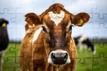 Brown cow staring at me jigsaw puzzle