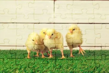 Little Chicks on the grass jigsaw puzzle