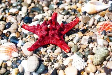 Strafish Nahaufnahme auf Seekosten