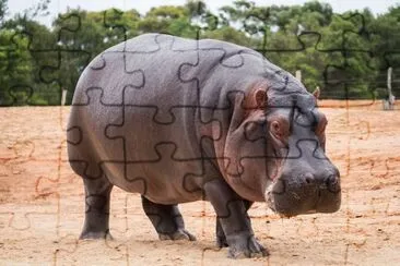 The common Hippopotamus, semiaquatic mammal jigsaw puzzle