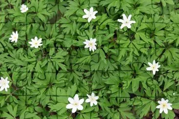 Anemoni bianchi che crescono nella foresta di primavera