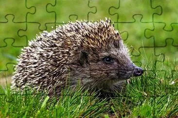 Native European adult little Hedgehog in green gra jigsaw puzzle