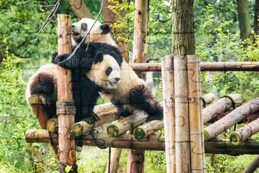 Deux jeunes pandas géants heureux mignons jouant ensemble