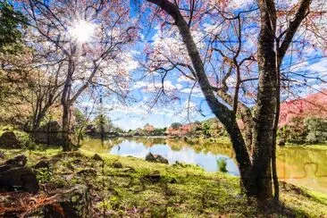 Paisaje de flor de cerezo, Chiang Mai, Tailandia