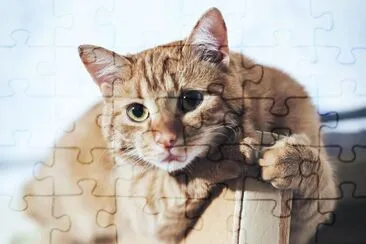 Ginger Cat at the Top of the Door at Home jigsaw puzzle