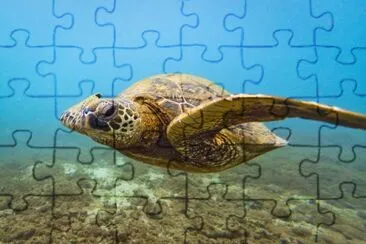 Hawaii Green Sea Turtle jigsaw puzzle