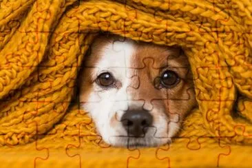 Jeune petit chien regardant la caméra