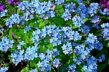 Beautiful Blue Flowers jigsaw puzzle