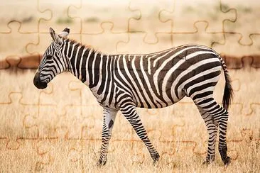 Zebra w Sawannie