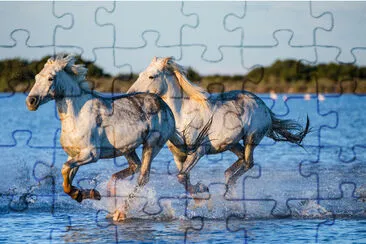 Weiße Camargue-Pferde, die entlang des Wassers laufen