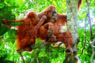 Orangutan in the Wild jigsaw puzzle