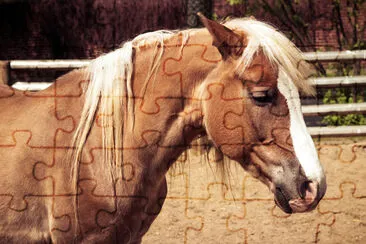 Beau cheval brun avec flèche blanche et crinière