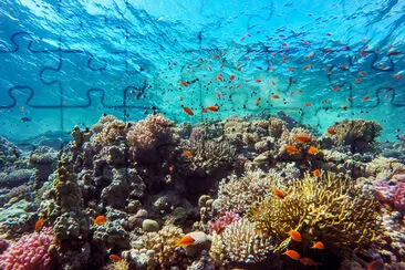 Corales coloridos y peces exóticos en el fondo de