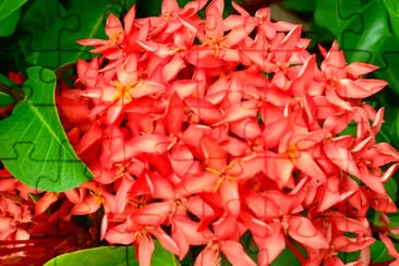 Flor roja con textura de belleza