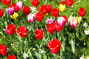 Muitas tulipas vermelhas, rosa e amarelas em campo de jardim verde