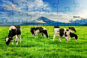 Cows eating lush grass on the green field in front jigsaw puzzle