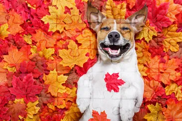 Jack Russell Hund, voller Fal auf dem Boden liegend