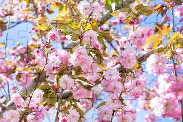 春に咲くアーモンドの木の小枝