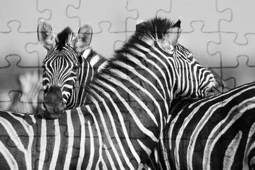 Mandria di zebre in una foto in bianco e nero con teste t