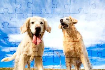 Happy pets portraits in outdoors.Funny dogs.Golden jigsaw puzzle