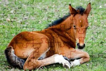 Foal jigsaw puzzle