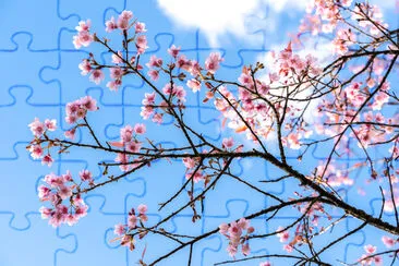 Flor de cerezo contra el cielo azul y las nubes blancas