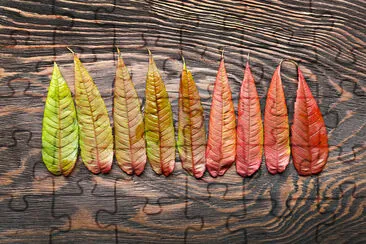 Reihe von bunten Herbstblättern auf hölzernem Hintergrund