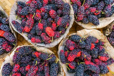 Close up of mulberries fruit . jigsaw puzzle