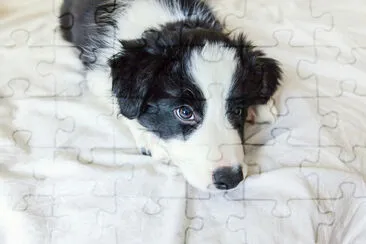 Retrato engraçado de um cachorrinho sorridente fofo fronteira c