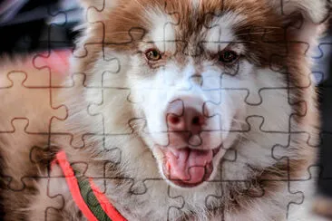 Dog Siberian Husk pet jigsaw puzzle