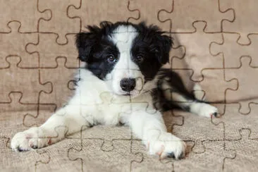 Retrato engraçado de um cachorrinho sorridente fofo fronteira c