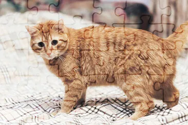 Ginger Cat on the Bed jigsaw puzzle