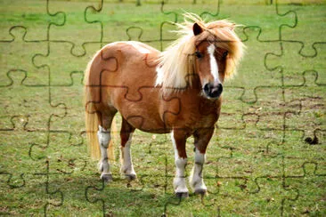 Pony in miniatura in campo