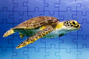 Young Hawksbill Turtle cruising along in Nassau! jigsaw puzzle