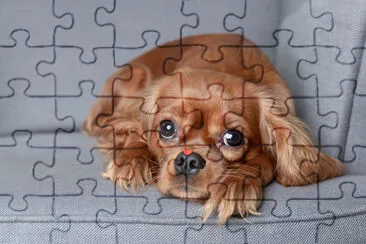 Cute dog with little red heart on the nose jigsaw puzzle