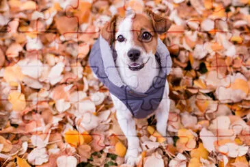 Cachorro pequeno fofo vestindo um casaco cinza e olhando para